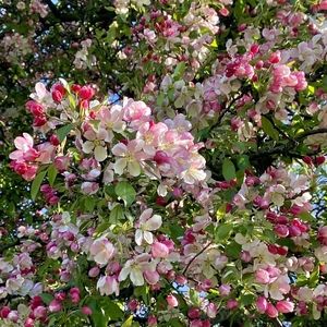 Meet your Posher, Mia